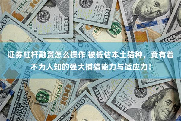 证券杠杆融资怎么操作 被低估本土猫种，竟有着不为人知的强大捕猎能力与适应力！